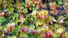 08-Herbstfarben.jpg