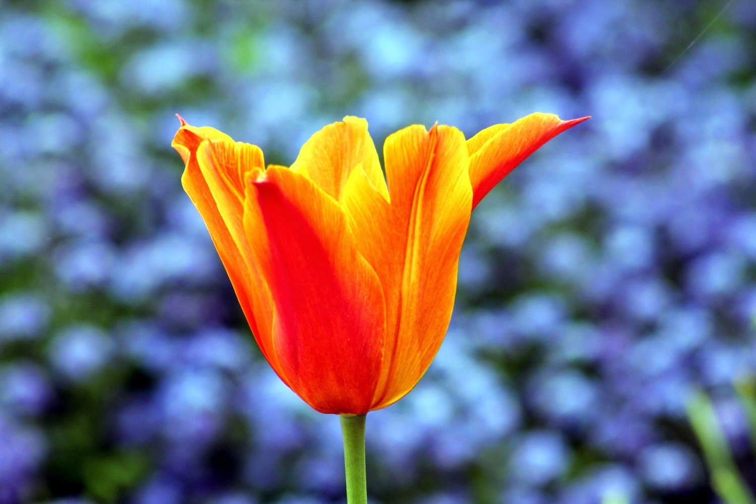 06-Tulpe.jpg